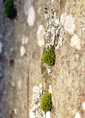Moos und Flechten