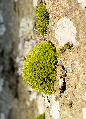 Moos und Flechten