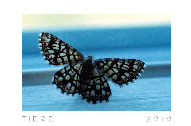 Tiere 2010