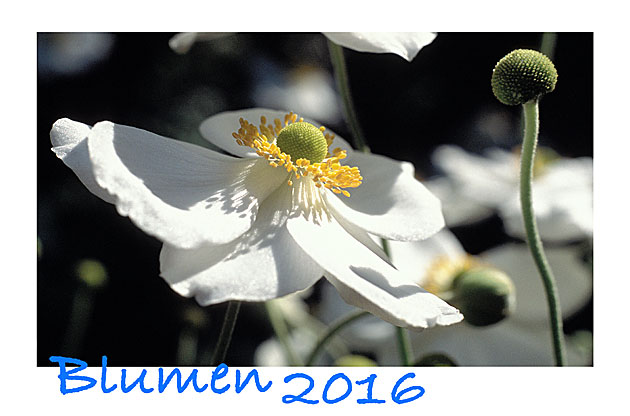 Blumen 2016