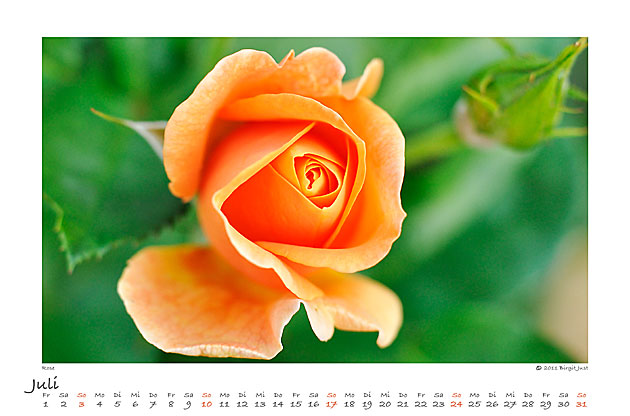 Blumen 2016