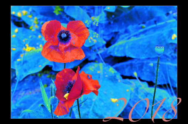 Klatschmohn 2018
