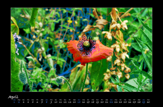 Klatschmohn 2018