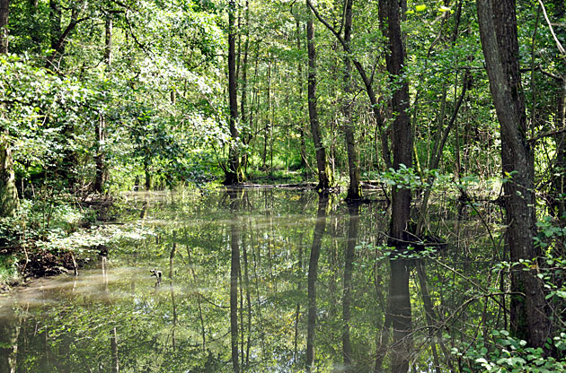 Roßloch bei Bietigheim