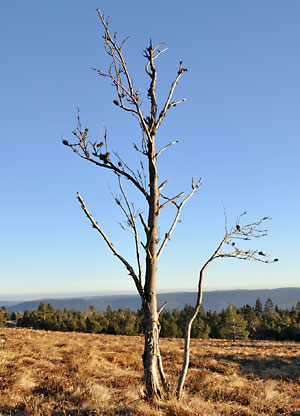 Schliffkopf