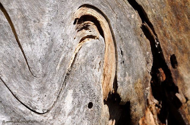 Holz
