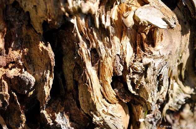 Holz