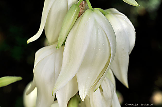 Yucca Blüte