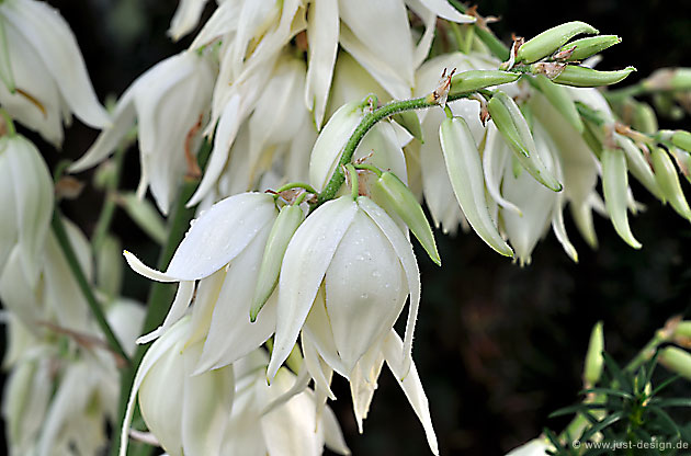 Yucca Blüte