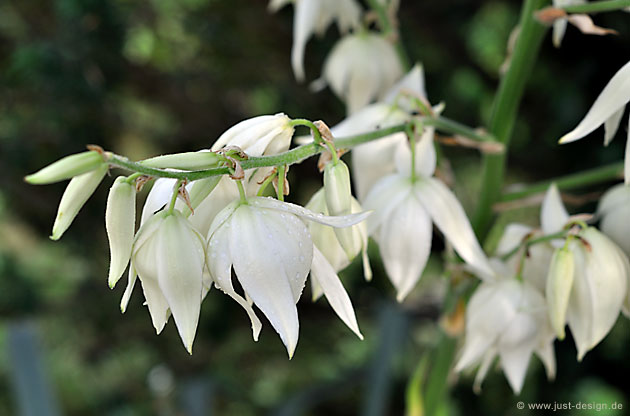 Yucca Blüte