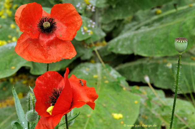 Klatschmohn