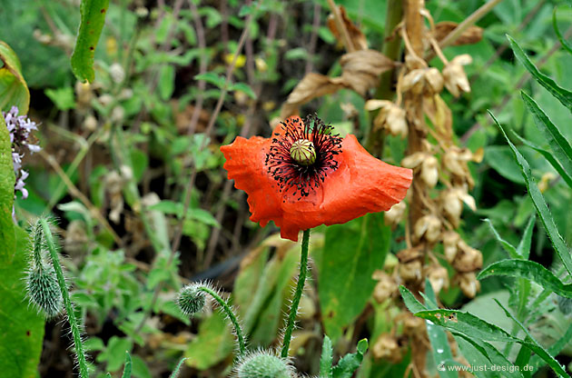 Klatschmohn