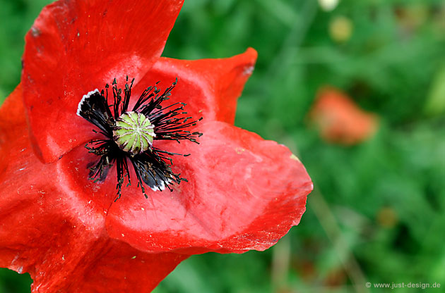 Klatschmohn