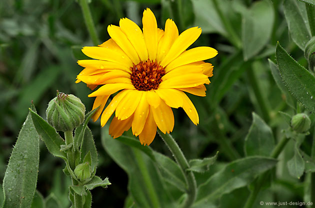 Ringelblume