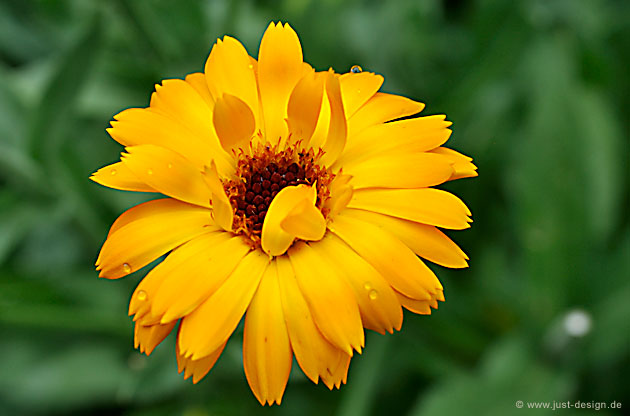 Ringelblume
