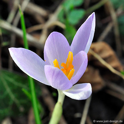Krokus