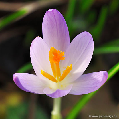 Krokus