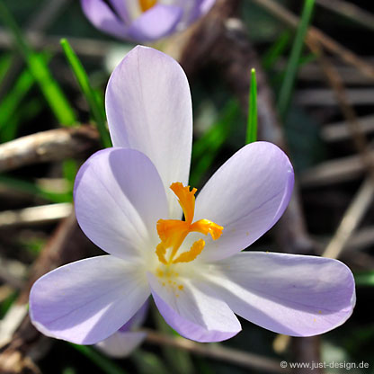 Krokus