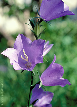 Glockenblume
