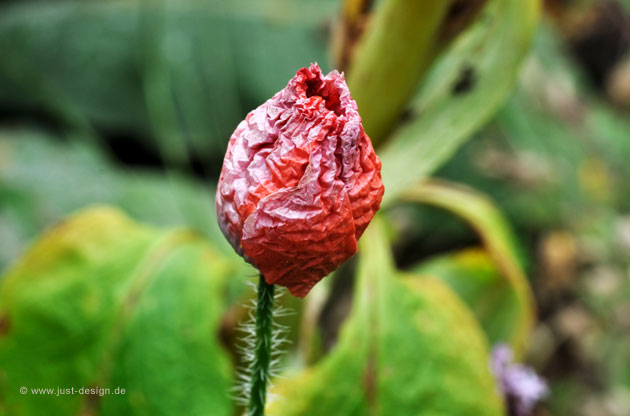 Klatschmohn