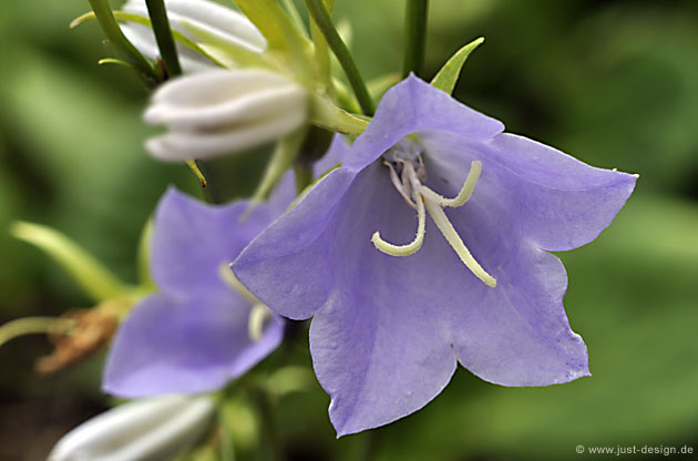 Glockenblume