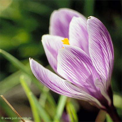 Krokus