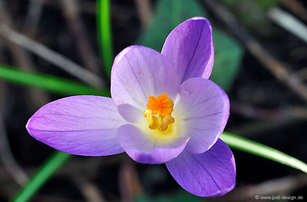 Krokus