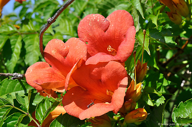Trompetenblume