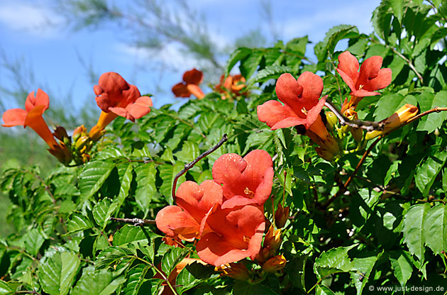 Trompetenblume