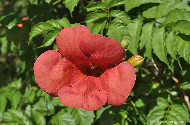 Trompetenblume