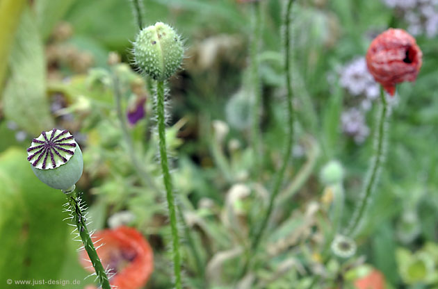Klatschmohn