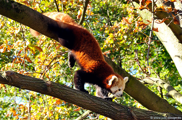 Roter Pandabär
