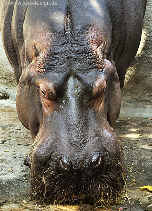 Nilpferd
