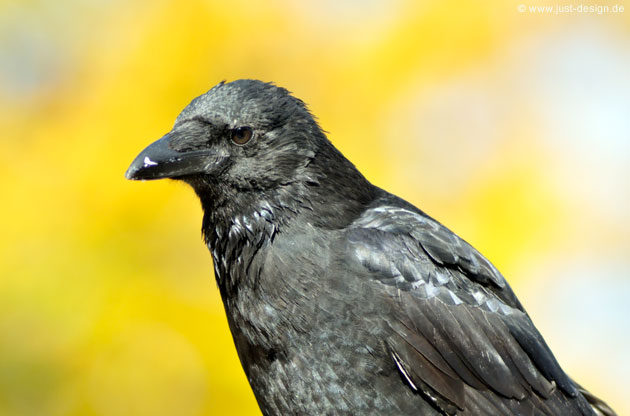 Krähe