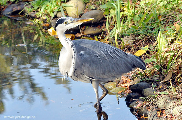 Fischreiher