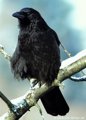 Krähe