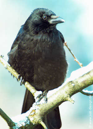 Krähe
