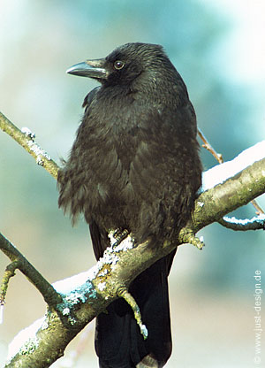 Krähe