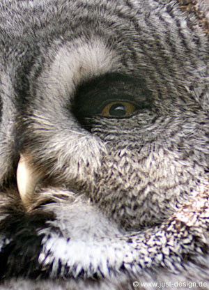 Bartkauz