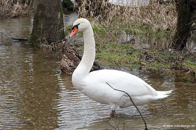 Schwan
