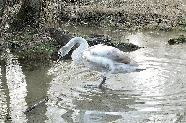 Schwan