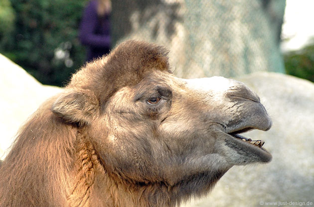 Kamel