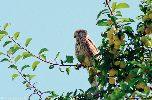 Turmfalke