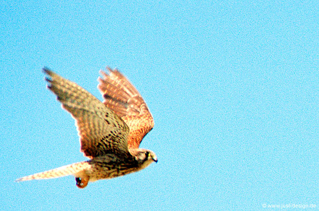 Turmfalke