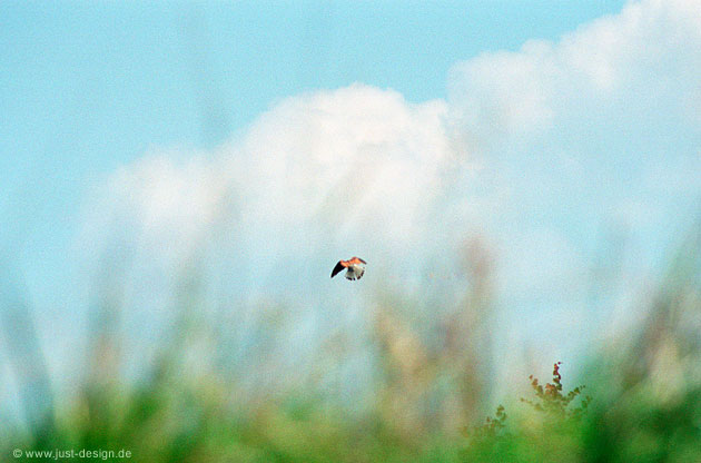 Turmfalke
